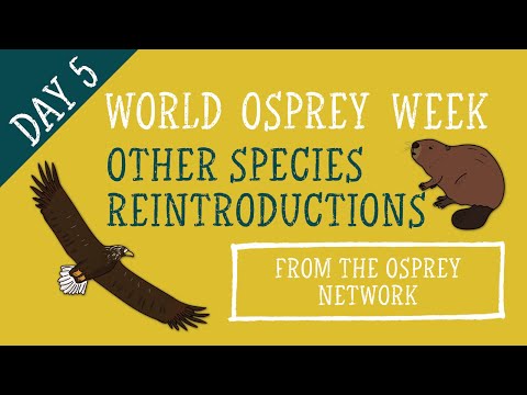 World Osprey Week Day 5: Other Species Reintroductions
