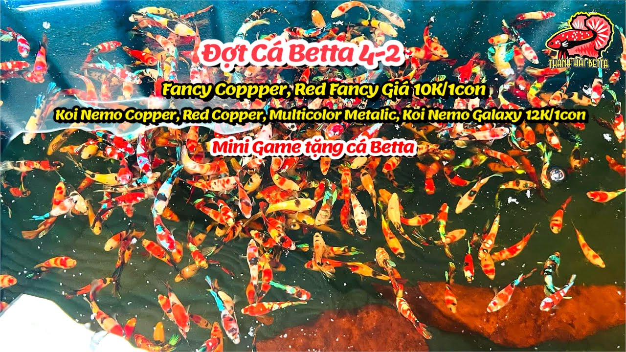Đợt Cá Betta Thuỷ Sinh 4-2 Red FC, FCCP, Metalic, Multicolor Nemo, Black Base, Nemo Red Copper ! 