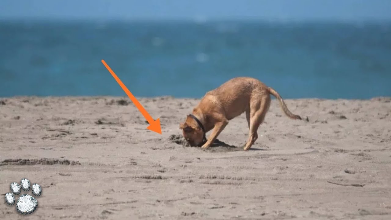 Почему собака капает. Собака в песке. Собака копает. Собака роется.