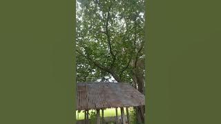 Bird Call from My Backyard | Barbet Call | Cuckoo Call | Bird Chirping | Bird Song