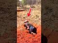 When Humans Choose Kindness Over Fear #animals #ytshorts #shorts