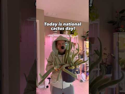 Video: Rat Tail Cactus Care - Groeiende Rat Tail Cactus Kamerplanten