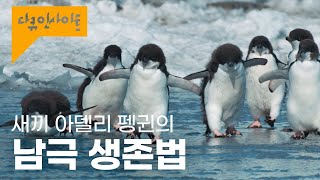 푹푹 찌는 날씨, 보기만 해도 시원해지는 펭귄들의 남극 생존기 ㅣ KBS 다큐 인사이트 - 23.5 1부 - 봄날의 전투 극과 극 20.03.03 방송