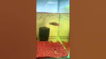 Yellow sentarum #caloccanh #caloc #fish #calockieng #channa #meloccanh