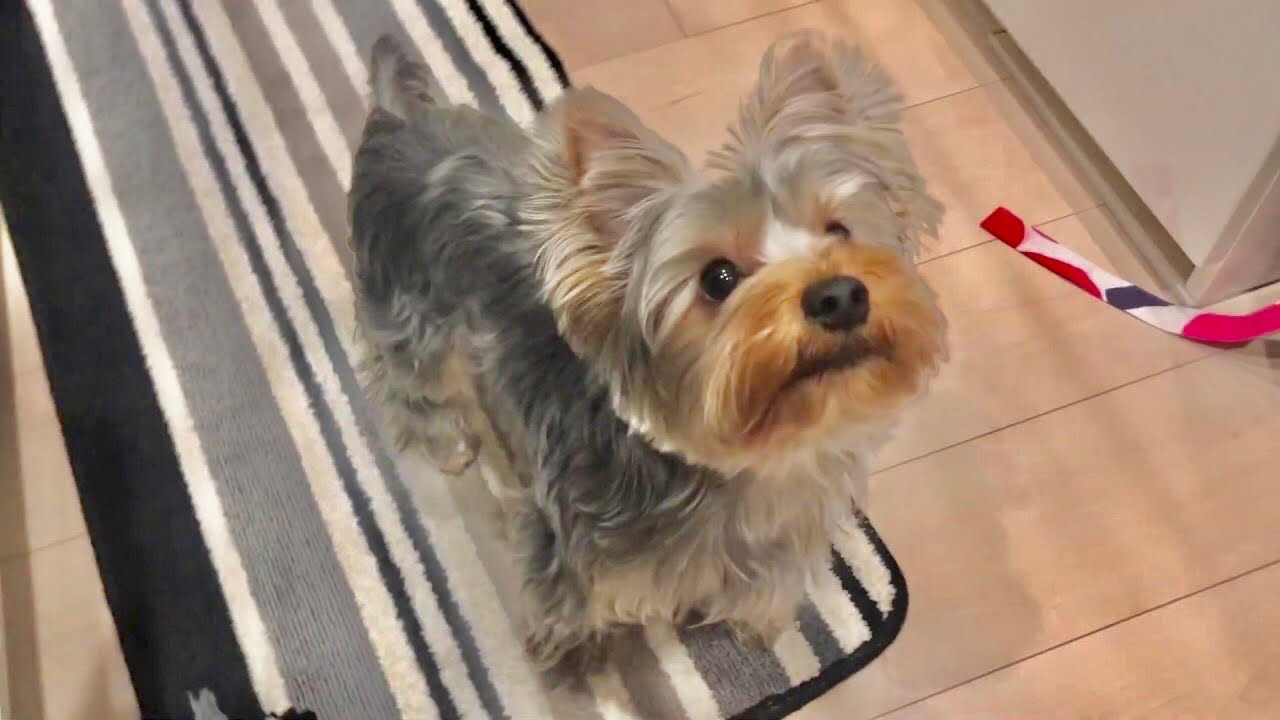 りんご大好きヨーキー Yorkie Puppy Loves Apples (YorkshireTerrier, Lulu) YouTube