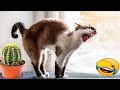 Los Videos de Perros y Gatos Más Divertidos 😹🐶 Parte 523
