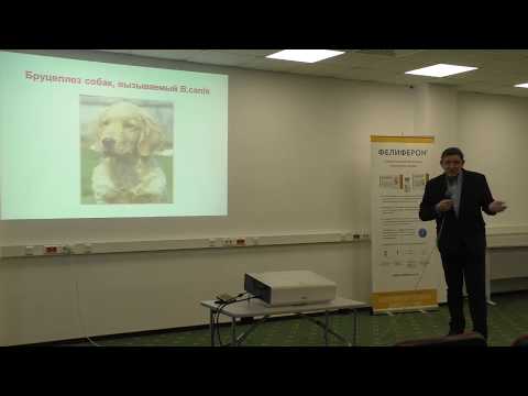 Видео: Бруцеллез собак - опасен для собак и людей