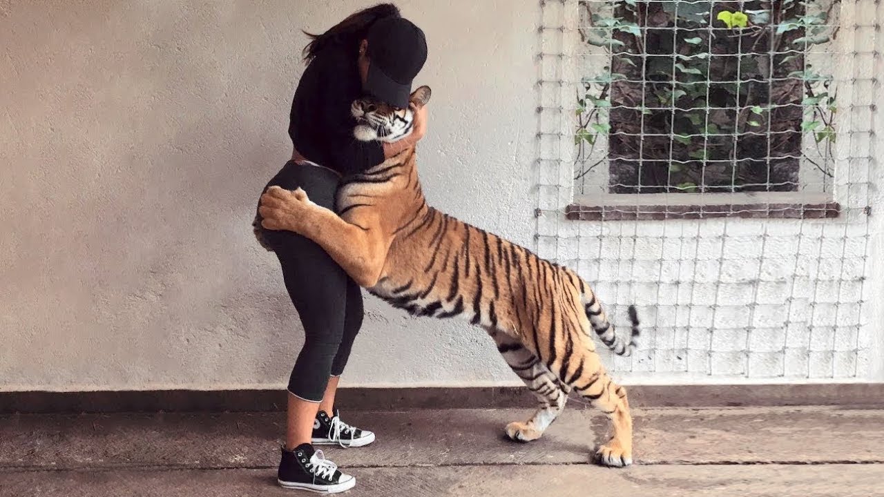 50 Animales Que Reunieron Con Sus Due�os Despu�s De A�os !