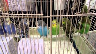 Exotic Pet Expo 2014 Birds and Vendors