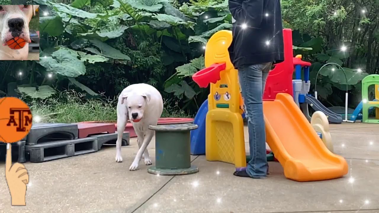 How to Train dogs & puppies YouTube