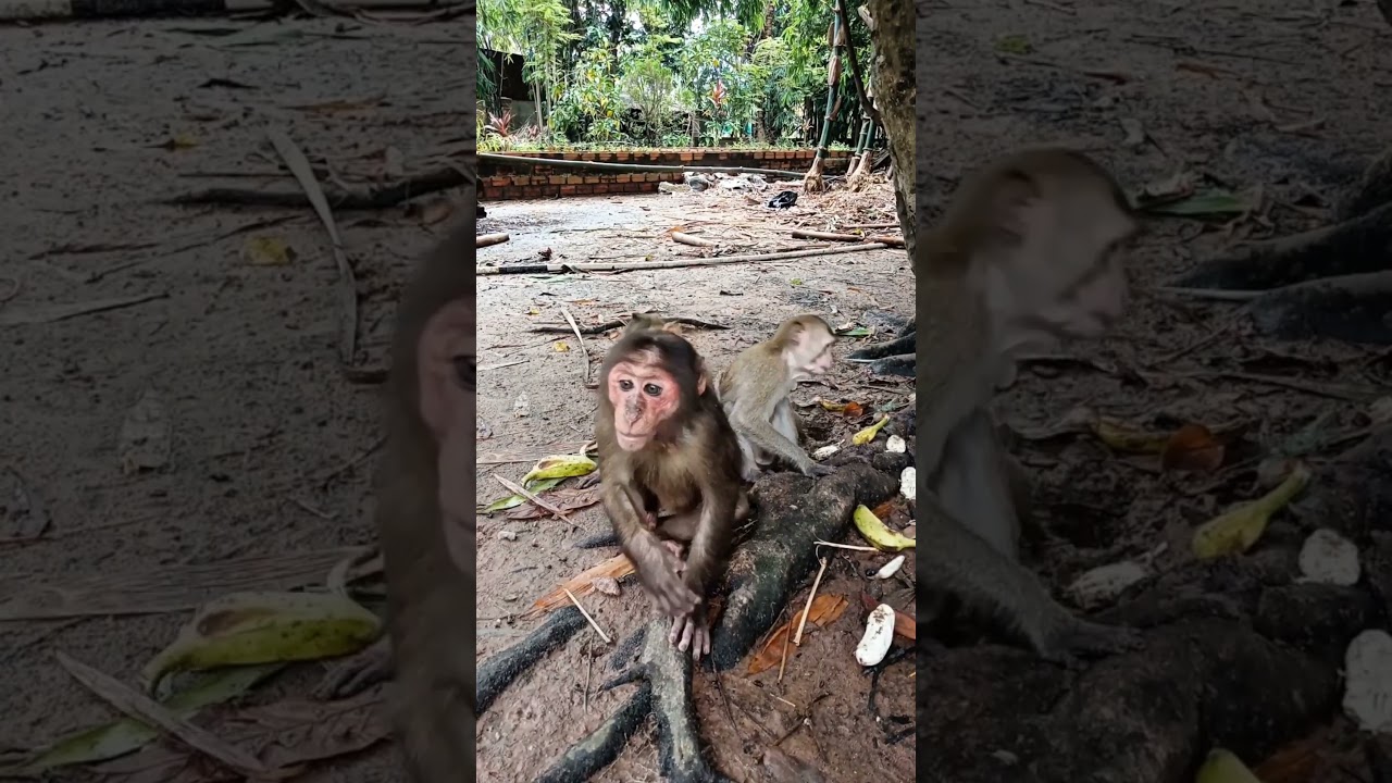 Can Monkeys Really Use Cups Like This? 