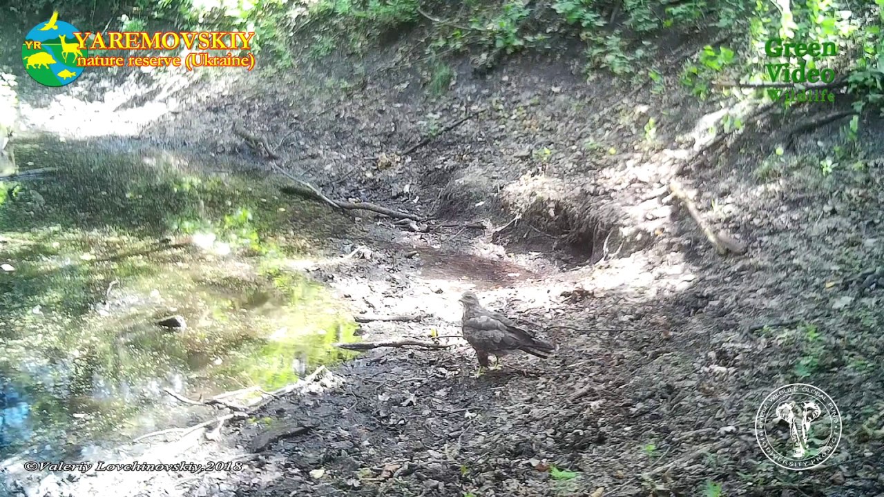 The common buzzard bathe / Обыкновенный канюк / Buteo buteo . Encyclopedia of Wildlife Project