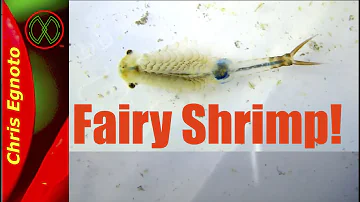 Fairy Shrimp! Amazing freshwater shrimp!