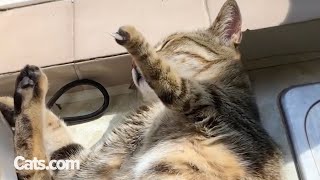 Cat Has Captain Hook Claw | The Cat Chronicles by The Cat Chronicles  988 views 7 days ago 3 minutes