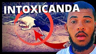 ovelha beba se eu não tivesse ido na chapada teria acontecido o pior