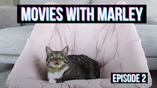 Cat Reacts to Movies (Episode 2) by Marley Malin 4,799 views 3 years ago 4 minutes, 55 seconds
