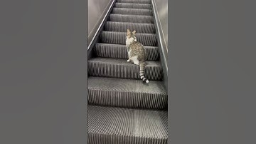 Cat on an escalator #cats #animals