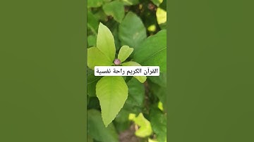 القرآن الكريم راحة نفسية #اكسبلور #qoraniyat423 #quran #لايك #qoraniyat421 #ناصر_القطامي #تيك_توك #