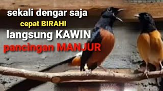Manjur - sekali dengar langsung Birahi PASTI KAWIN - Pancingan murai batu cepat birahi cepat kawin
