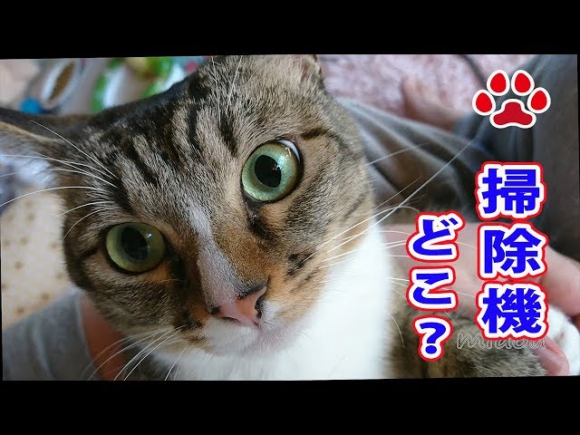 猫がめっちゃ怒った。みみに嫌われた【瀬戸のみみ日記】The cat got very angry Vacuum cleaner and Mimi