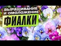 Выращивание фиалки. Советы профессионала