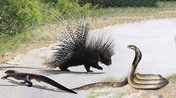 Best Of Porcupine Save Lizard From King Cobra Python Vs Porcupine Aniamals Save Another Animals
