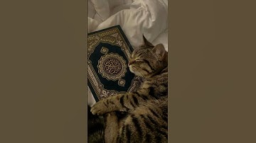 #egzonibrahimi #سورة_الإخلاص #ikhlas #kuran #fatiha #shortvideo #surahefatiha #beautiful