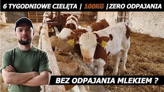 #BYDŁO OPASOWE - ODCHÓW CIELĄT BEZ MLEKA | CZY TO REALNE ? screenshot 4