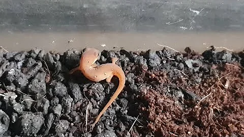 Newt and Salamander food: Culturing Springtails!