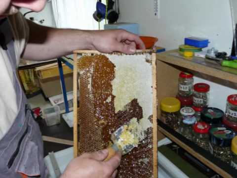Video: Cenné Liečivé Vlastnosti Agátového Medu