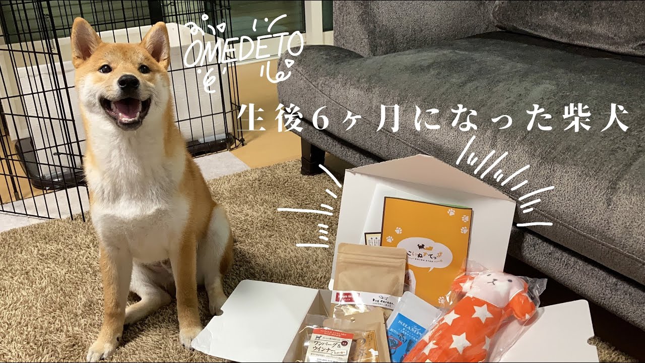 【柴犬子犬】生後6ヶ月になった柴犬もちさんとこいぬすてっぷが届きました！！− Shiba Inu half a