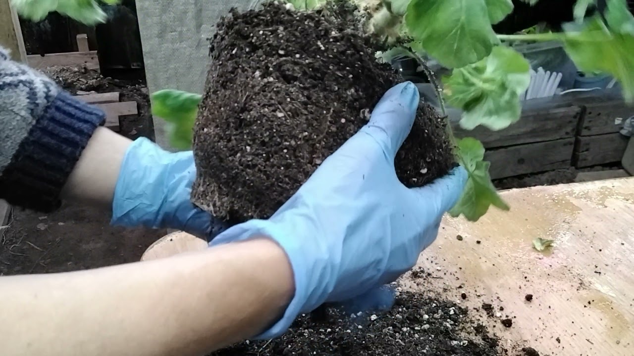 #308. Красавицу Эммануэль(ТА) под нож!Обрезка,пересадка,укоренение пеларгонии двумя способами.