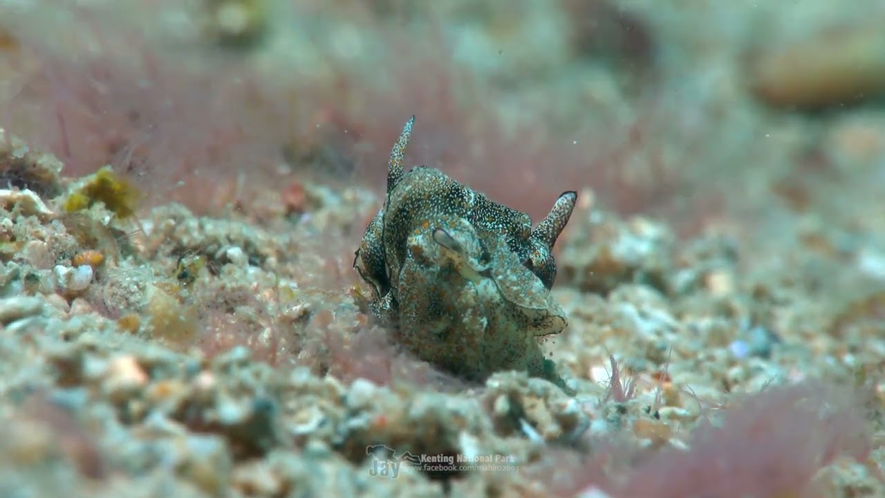 天鵝交配 Gastropteron sp.