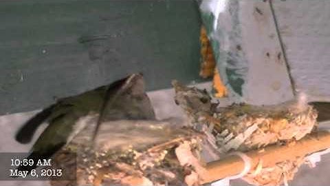 Hummingbird Nesting -- Spider Web