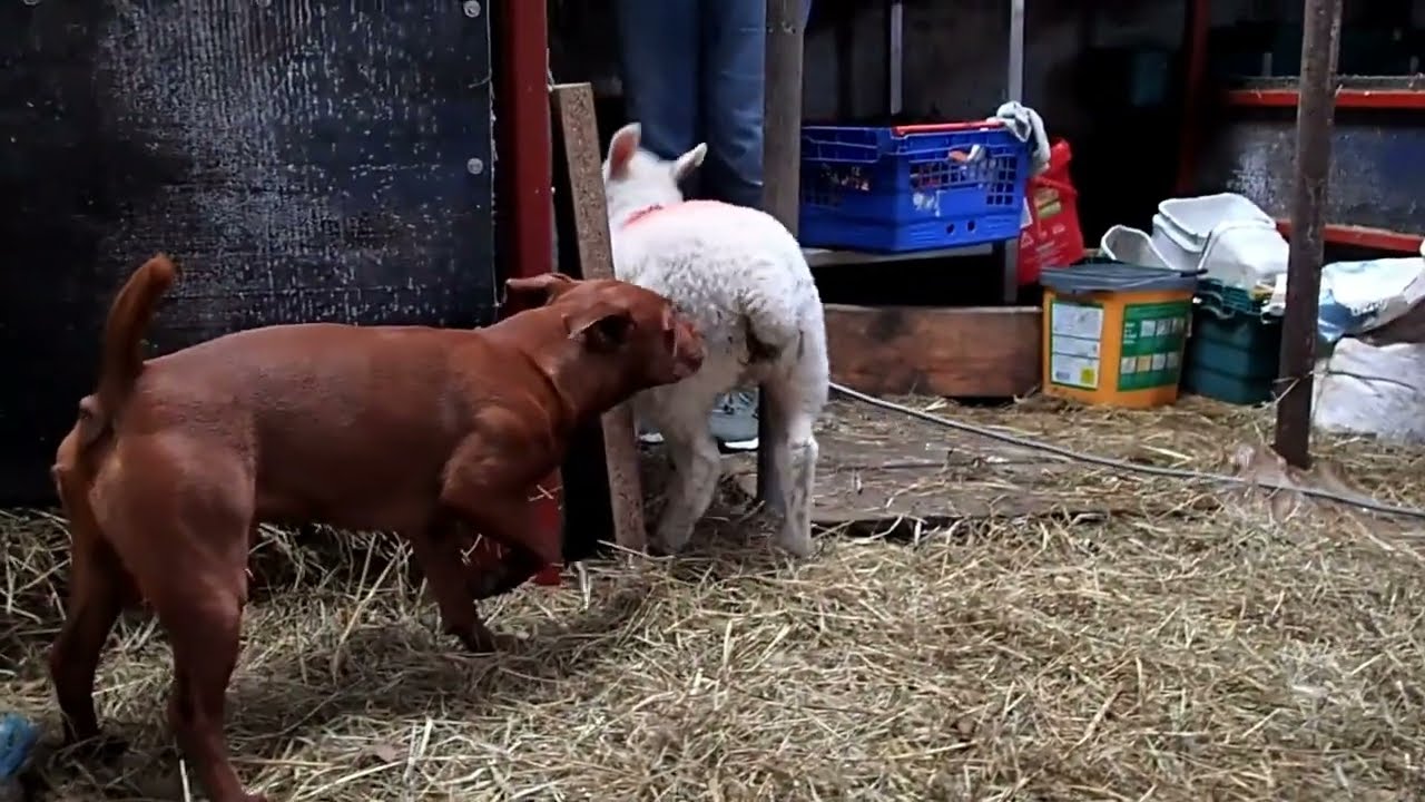 Alfie The Patterdale & Bottle Feeding The Orphan Lambs