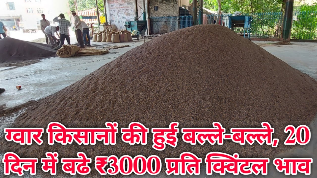SIRSA।ग्वार किसानों की हुई बल्ले बल्ले, सिरसा में 20 दिन में बढे ₹3000प्रति क्विंटल भाव,यह है नए दाम