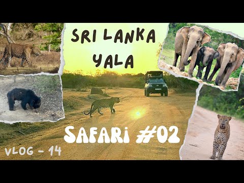 Vlog 14 - Yala Safari 2 Sri Lanka / මේ පාරනම් අලි,කොටි,වලස්සු ඔක්කොම දැක්කා, දවස් 4ක යාල ගමන #safari