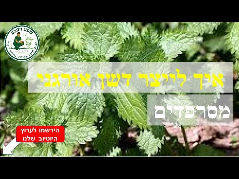 וִידֵאוֹ: איך להאכיל את הטוג'ה? תחבושת עליונה באביב ובקיץ, בחירת דשנים לצמיחה מהירה. מה להאכיל אחרי החורף כדי שלא יהפוך לצהוב?