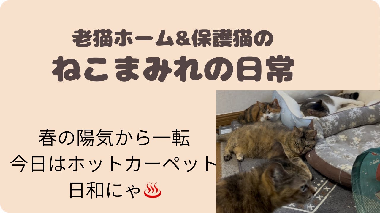 春の陽気から一転今日はホットカーペット日和にゃ♨️