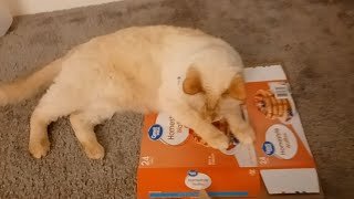 A Cat And A Flat Box by Sir Titan The Cat 1,040 views 2 months ago 38 seconds