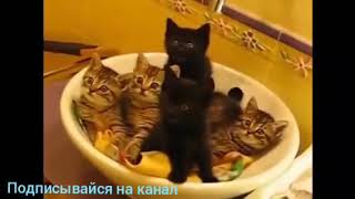 Кошечки ч3 Ну Попробуй не засмеяться🐱🐱🐱🐱🐱