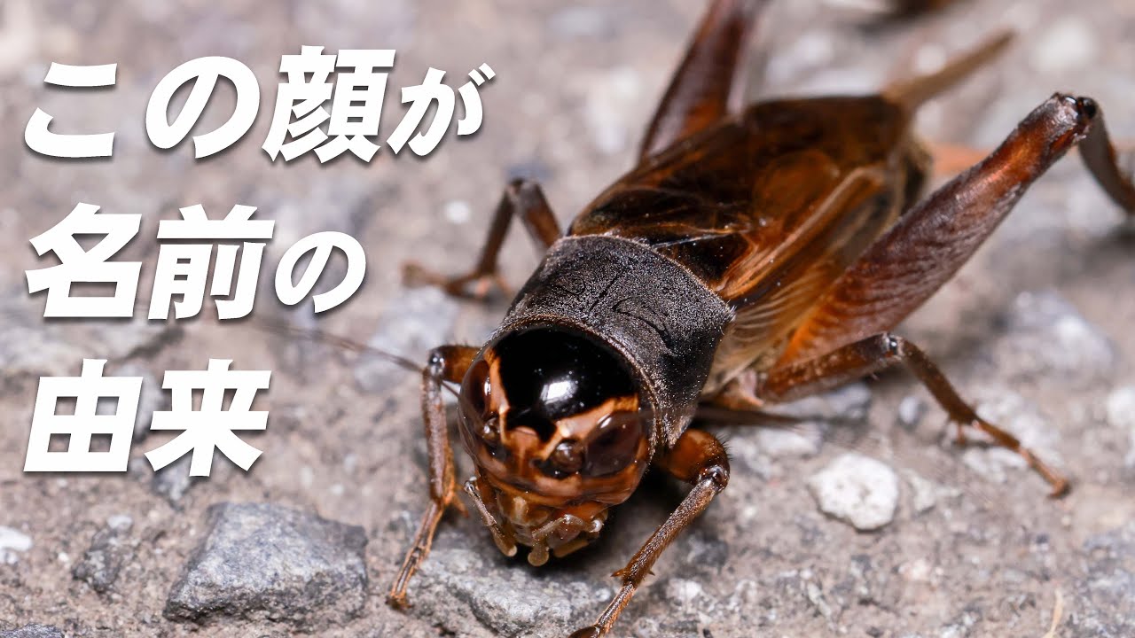 日本のコオロギ最大種!名前の由来は独特な顔【エンマコオロギ】 - YouTube