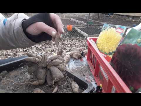 ГЕОРГИНА !!! как поделить клубни весной , легко и просто!!!!