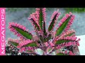 9 Tipos de Kalanchoe Muy Hermosas