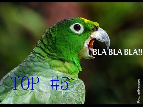 #Top 5 - Pappagalli che parlano || Federico Orlandi