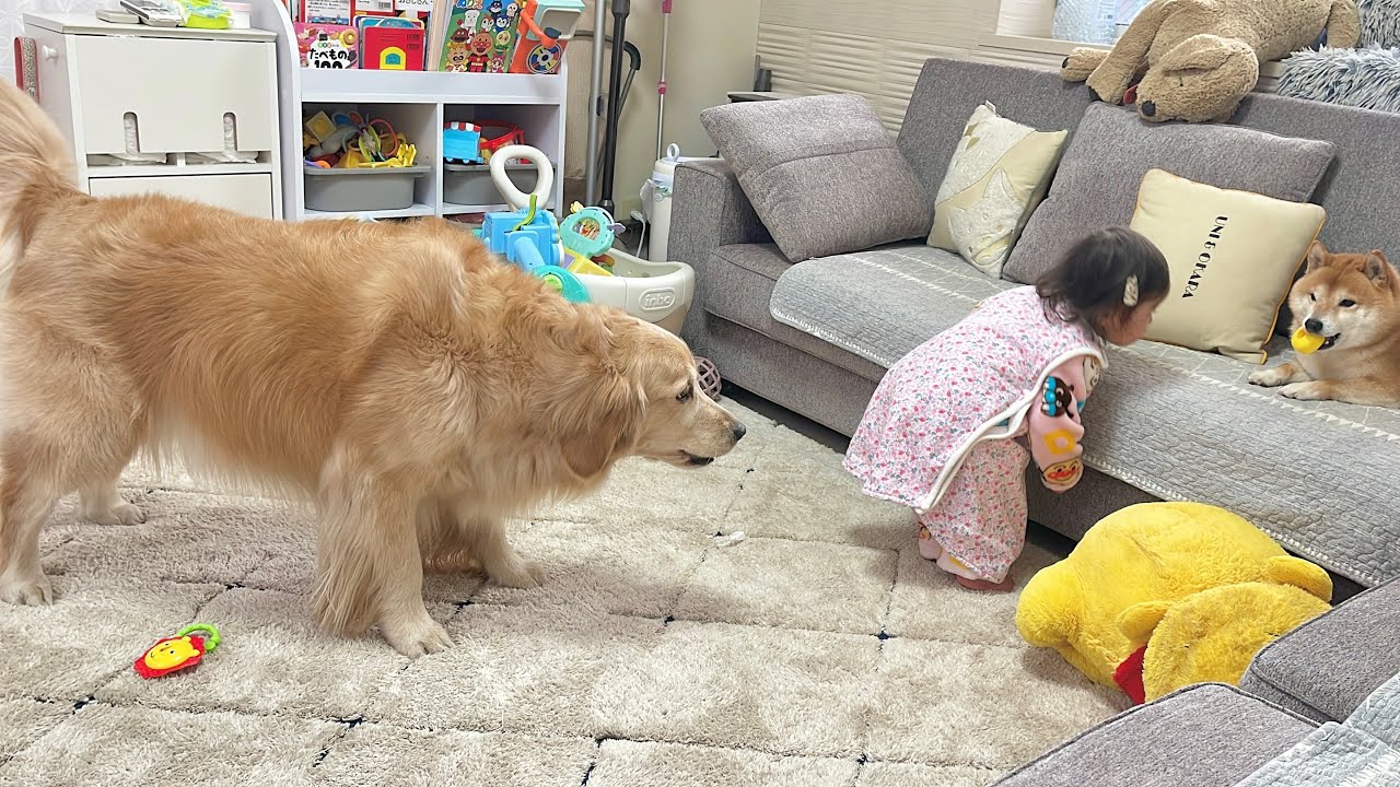 1歳児のために体を張って柴犬に対抗するゴールデンレトリバーとその真似をする1歳児