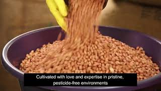 Traditional Groundnut Cold Press Oil Making | How Organic Groundnut Oil is Made? Wood Pressed Oil