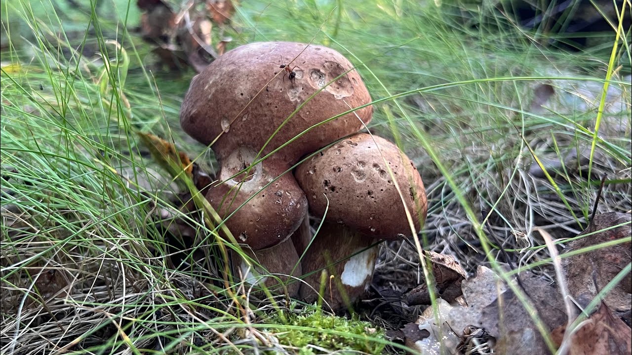 Грибные новости из ельника 30 июля ! Грибы 2025  ?