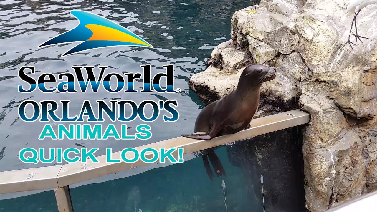 SEAWORLD ORLANDO'S ANIMALS QUICK LOOK! - YouTube