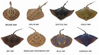 Every Type Of Venomous Stingray Explained